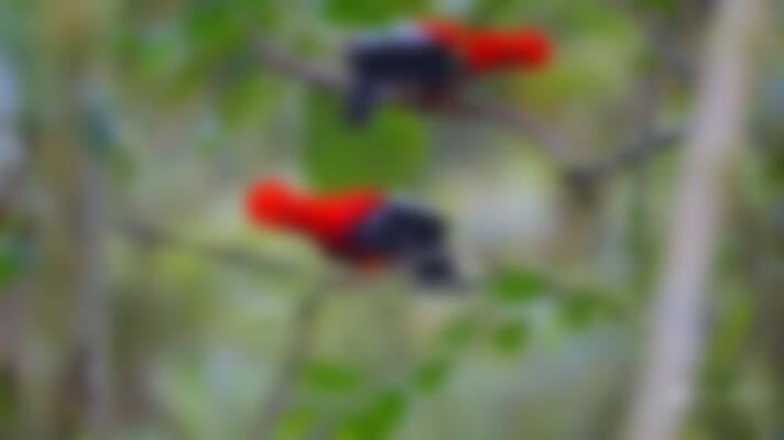 Single solids from Utica