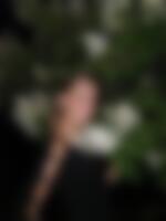 Single Flow81 from Brookhaven